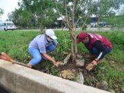 Solidaridad | Reforestación y limpieza; pone en marcha Laura Beristain dos programas tras paso de huracanes