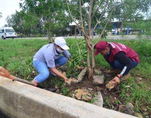 Solidaridad | Reforestación y limpieza; pone en marcha Laura Beristain dos programas tras paso de huracanes