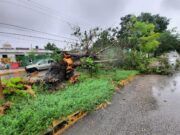 Invitan a la reforestación más grande de Cancún; se llevará a cabo en 2020 y 2021