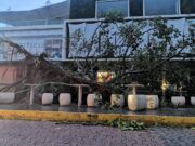 Solidaridad | Árboles caídos y algunos destrozos menores por paso del huracán Zeta
