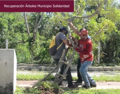 Implementa gobierno de Laura Beristain intensa reforestación en Solidaridad