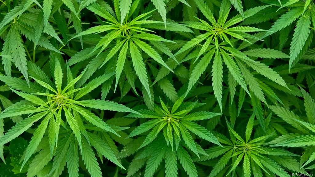 Marihuana1 Consumo de droga