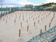 BJ | Registra Cancún la mayor anidación de tortugas marinas de los últimos 26 años Cancún tortugas marinas