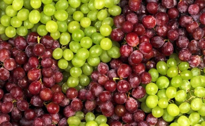 2020-12-10 Pájaros Uvas Morena Morena permanencia