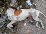Recrudeció por pandemia el abandono de mascotas