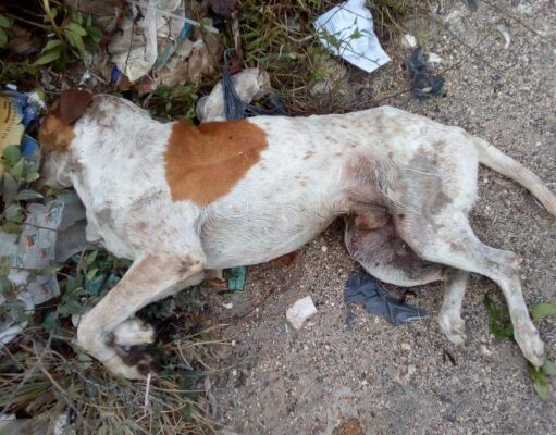 Recrudeció por pandemia el abandono de mascotas