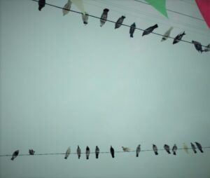 Pájaros en el Alambre