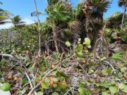 Denuncian afectación a manglar en santuario de tortugas de Xcal Xcacelito