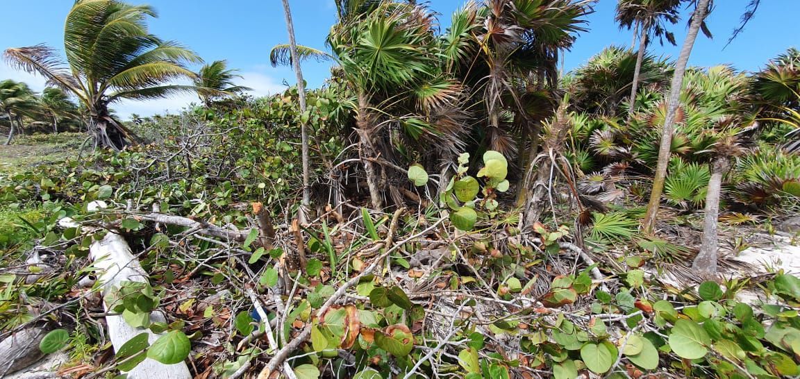 denuncian-afectacion-a-manglar-en-santuario-de-tortugas-de-xcal-xcacelito-1