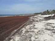 Sargazo llegará masivamente a Cancún entre mayo y agosto