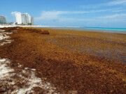 Tulum, de los destinos más afectados ante recales de sargazo