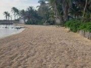 IM | Luce Isla Mujeres playas limpias y libres de sargazo