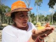 Solidaridad | Incentiva gobierno de Laura Beristain producción ganadera de Solidaridad