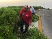 IM | Trabaja Parque y Jardines en el cuidado de las áreas verdes en Isla Mujeres