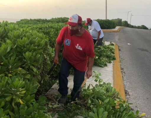 IM | Trabaja Parque y Jardines en el cuidado de las áreas verdes en Isla Mujeres