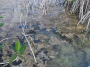 Detectan residuos fecales en la laguna de Bacalar tras las lluvias