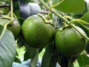 Advierten que frutos están en peligro de desaparecer en Q. Roo