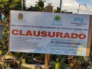 Clausura PPA tala de árboles en Chetumal; investigará a responsables