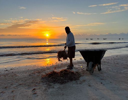 Trabajan cuadrillas de limpieza para mantener playas de Tulum libres de sargazo