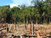 Denuncia organización ambientalista que ya inició tala de árboles en Tramo 5 por obras de Tren Maya