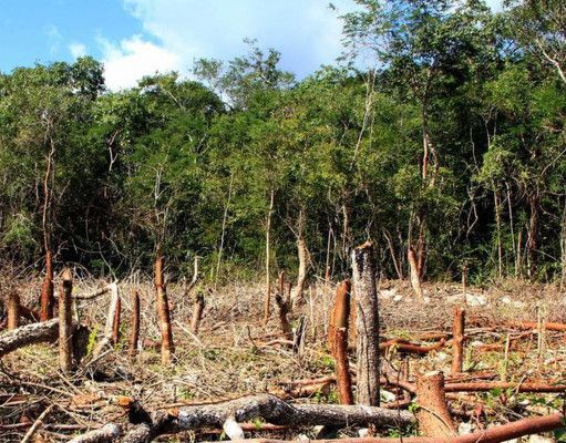 Denuncia organización ambientalista que ya inició tala de árboles en Tramo 5 por obras de Tren Maya