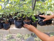 Impulsa Puerto Morelos la creación de huertos comunitarios para auto consumo