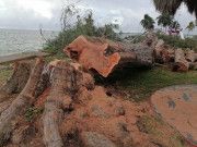 Ecocidio del gobierno estatal en Chetumal generó sólo una multa por 450 mil pesos; descontento ciudadano