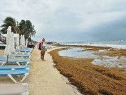 Reportan llegada excesiva de sargazo a costas de QRoo