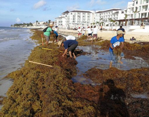 Sargazo en costas de QRoo podría afectar proyecciones turísticas por Semana Santa