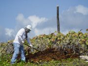 Gobierno de Cozumel se declara listo para combatir el sargazo