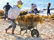 Pese al arribo de sargazo, Playa del Carmen sigue en la preferencia de los turistas