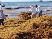 Crece número de playas con reales excesivos de sargazo en Q. Roo