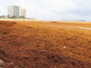 Estiman que lleguen 32 mil toneladas de sargazo al Caribe Mexicano