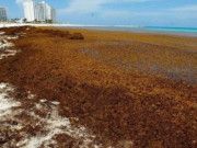 Aumenta en un 70% la mancha de sargazo en el Caribe