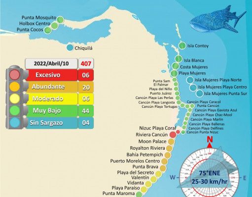 Arranca Semana Santa con poco sargazo en playas de QRoo