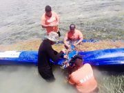 Instalan en Mahahual mil 400 metros de barrera para contener al sargazo Mahahual Sargazo