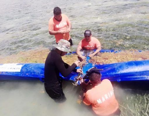 Instalan en Mahahual mil 400 metros de barrera para contener al sargazo Mahahual Sargazo
