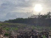 Obtienen suspensión definitiva al Tramo 5 sur del Tren Maya