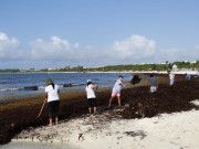 Realizan jornada de limpieza de sargazo en Punta Esmeralda
