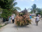 Retiran 4.5 toneladas de residuos verdes en Cozumel