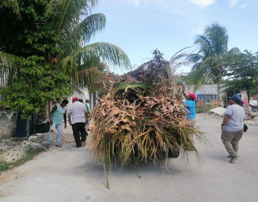 Retiran 4.5 toneladas de residuos verdes en Cozumel
