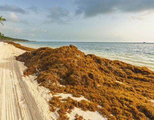 QRoo en alerta nivel 8 por mancha de sargazo en el Caribe