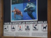 Inicia oficialmente la temporada de anidación de tortuga marina en Puerto Morelos