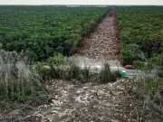 Deberá Semarnat transparentar permisos de Tren Maya