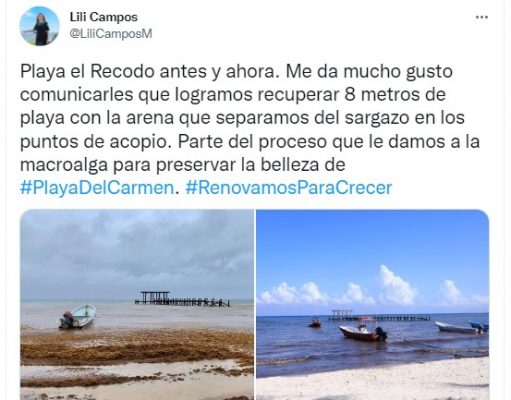 Liberan de sargazo 8 metros de playa en El Recodo