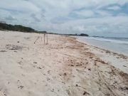 Designa Cozumel más cuadrillas para limpieza de sargazo en playas