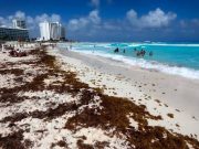 Reportan más de 5 mil toneladas de sargazo recogidas en primera quincena de julio en Cancún