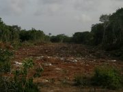 Sin MIA, inician tala de selva en Puerto Morelos para el Tren Maya