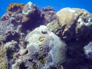 Alerta UNAM extinción de corales en el Caribe Mexicano