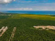 Decretan la creación del Área Natural Protegida del Jaguar en Tulum